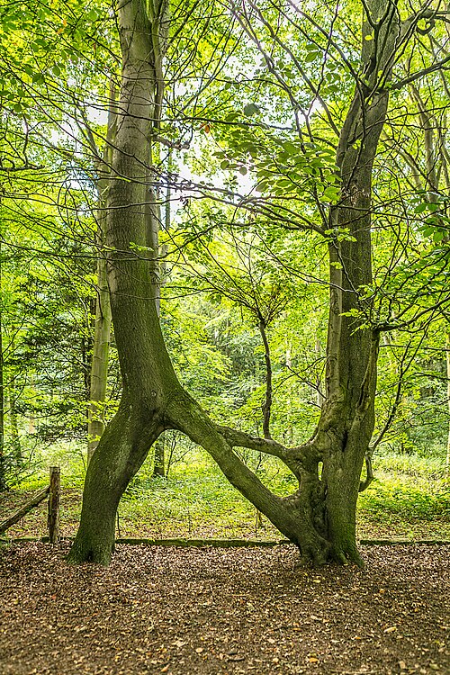 Nellie's Tree