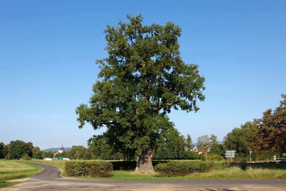 The Bildeiche of Albertshausen