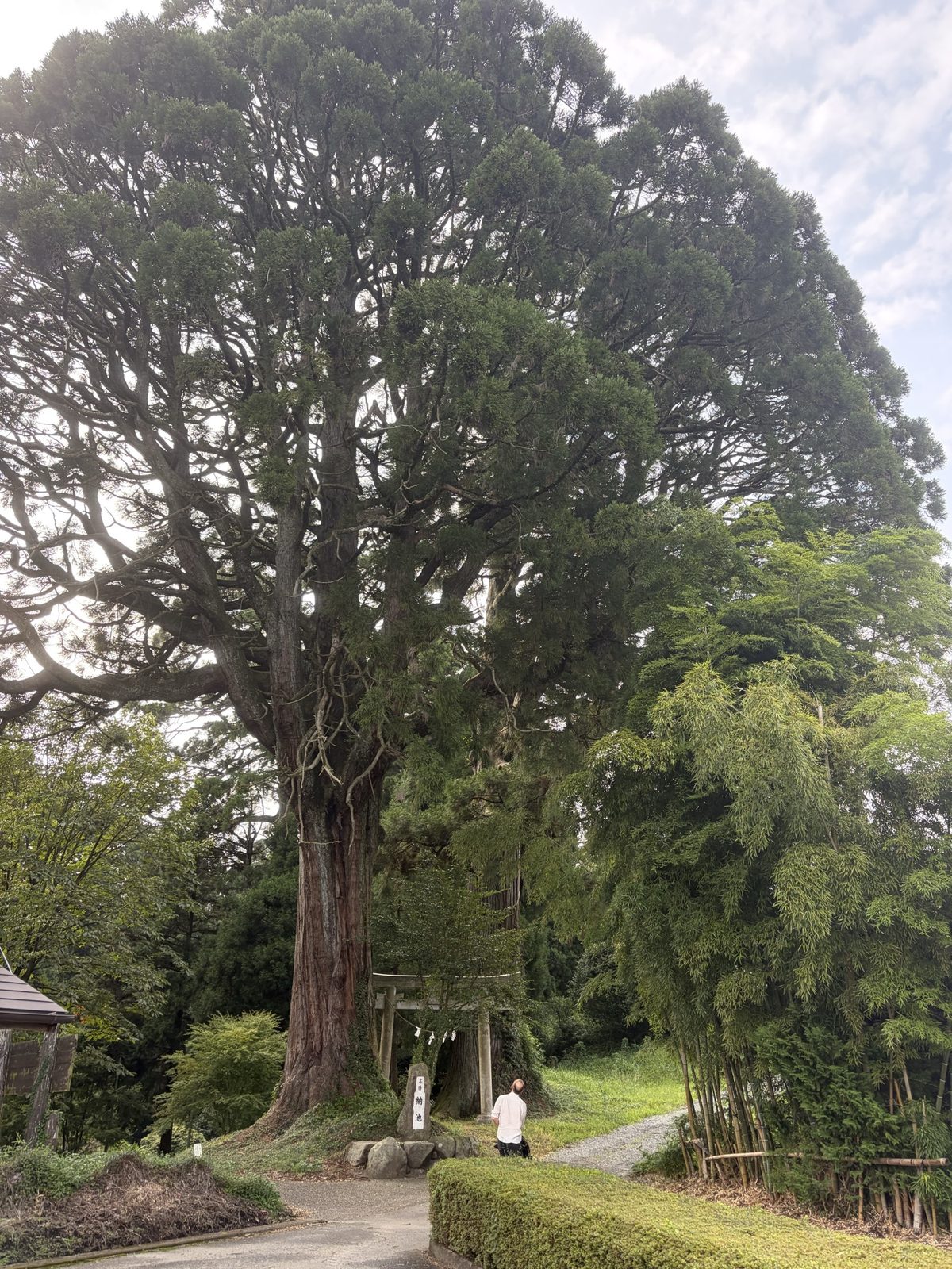 Hidde admiring a huge Japanese cedar in Kyushu
