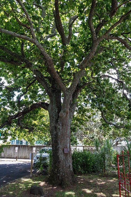 George V Coronation Tree