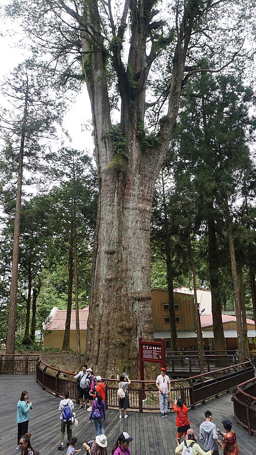 The Sianglin Sacred Tree