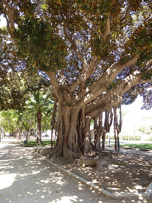 Ficus del Passeig de Canalejas