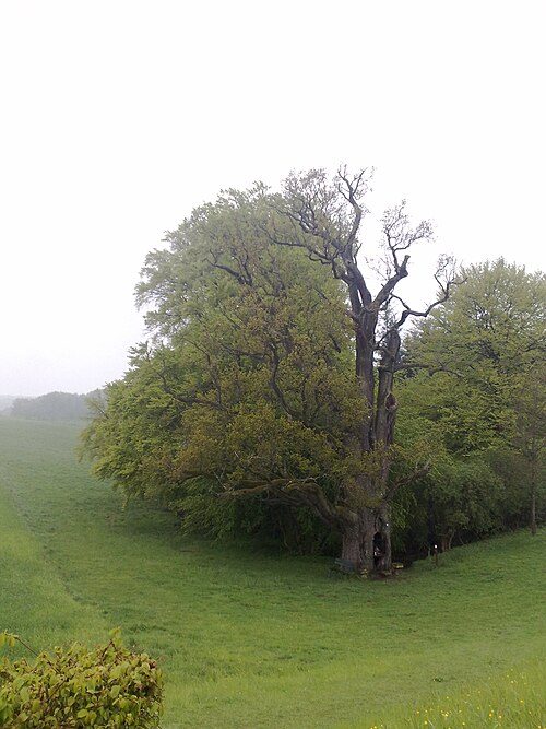 The Oak of Hersberg
