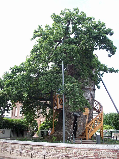 The Oak of Allouville-Bellefosse (Chêne Chapelle)