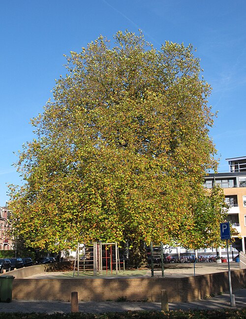The Plane of the Sint Jorisschool
