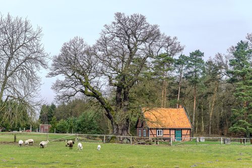 Eiche am Forsthaus Gruener Jaeger
