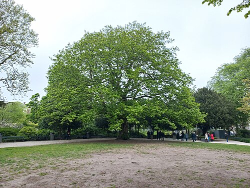 De vleugelnoot van het Wertheimpark