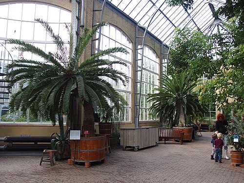 De broodboom van de Hortus