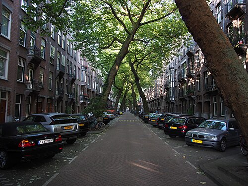 De Kathedraal van Bomen in de Lomanstraat