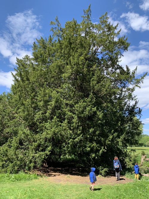 The Ankerwycke Yew