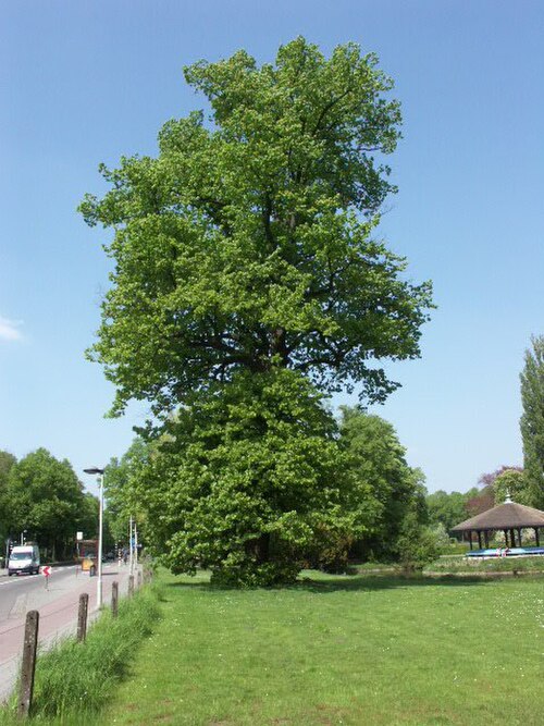 The Summer Linden of Rivierenhof