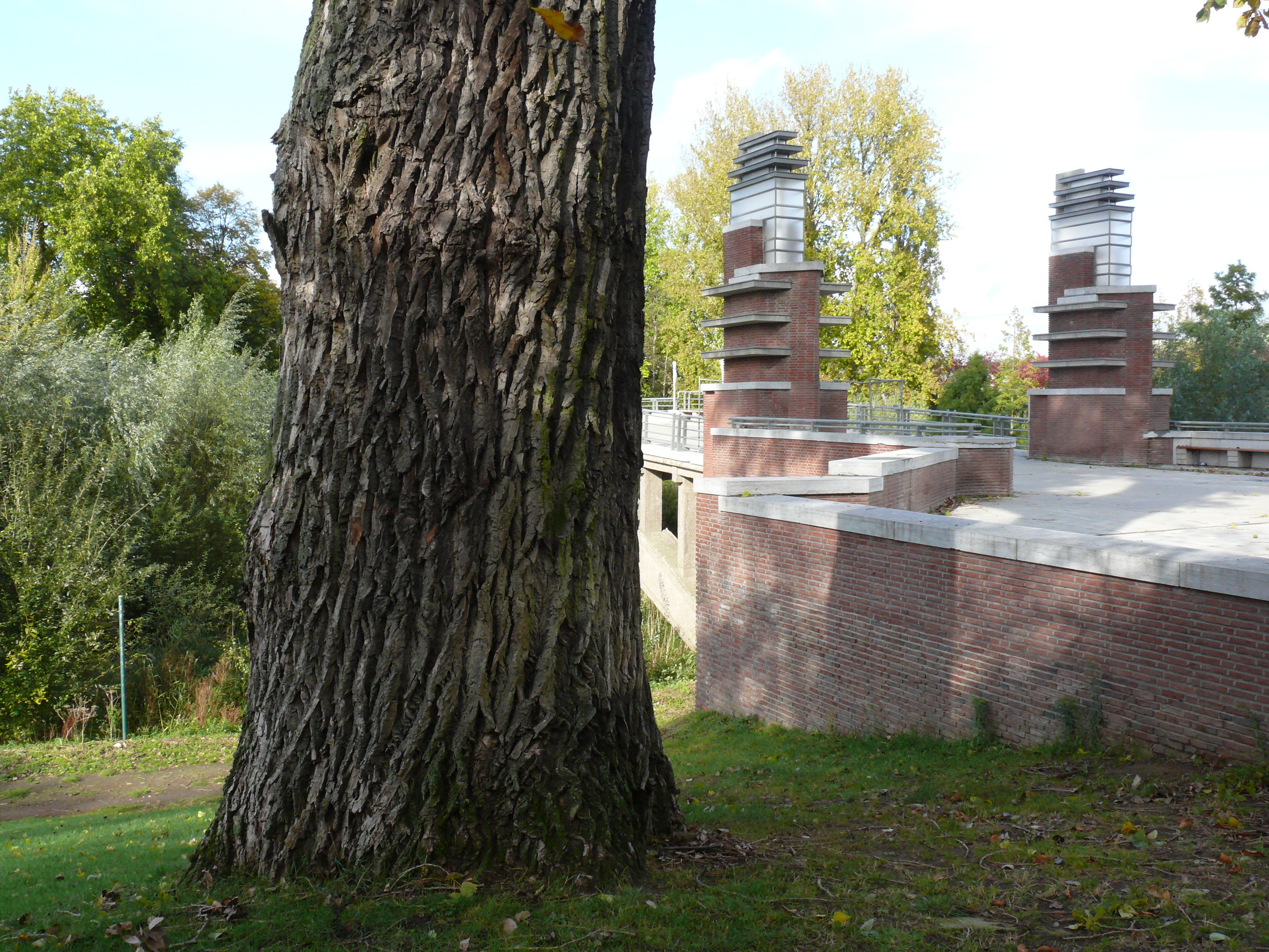 The Canadian Poplar of Eric Sasselaan