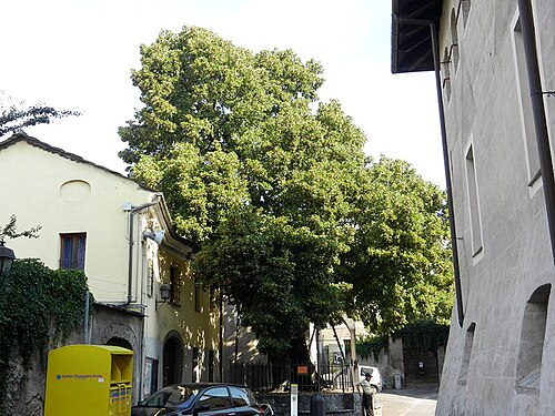The Linden of Sant'Orso