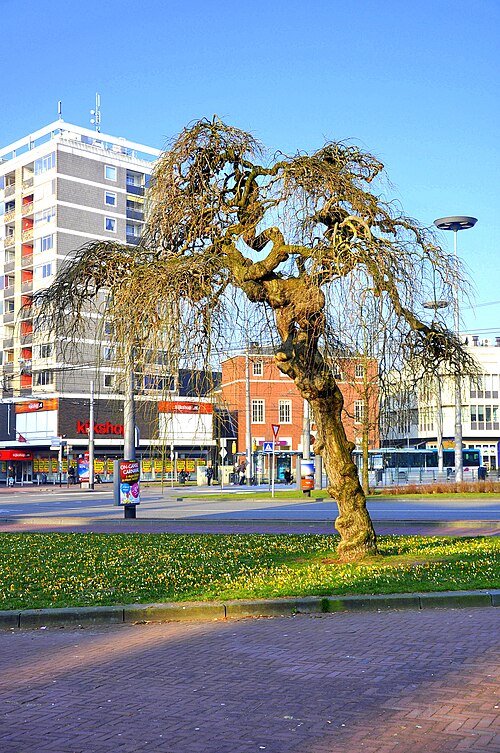 The Weeping Pagoda Tree of Musis Sacrum