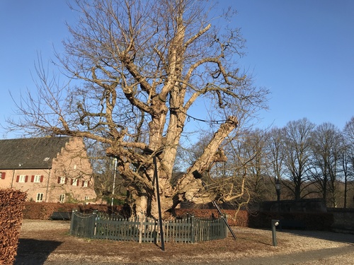 The Robinia of Kasteel Doorwerth