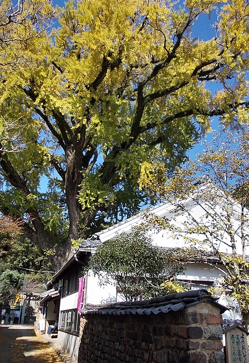 The Great Ginkgo of Arita