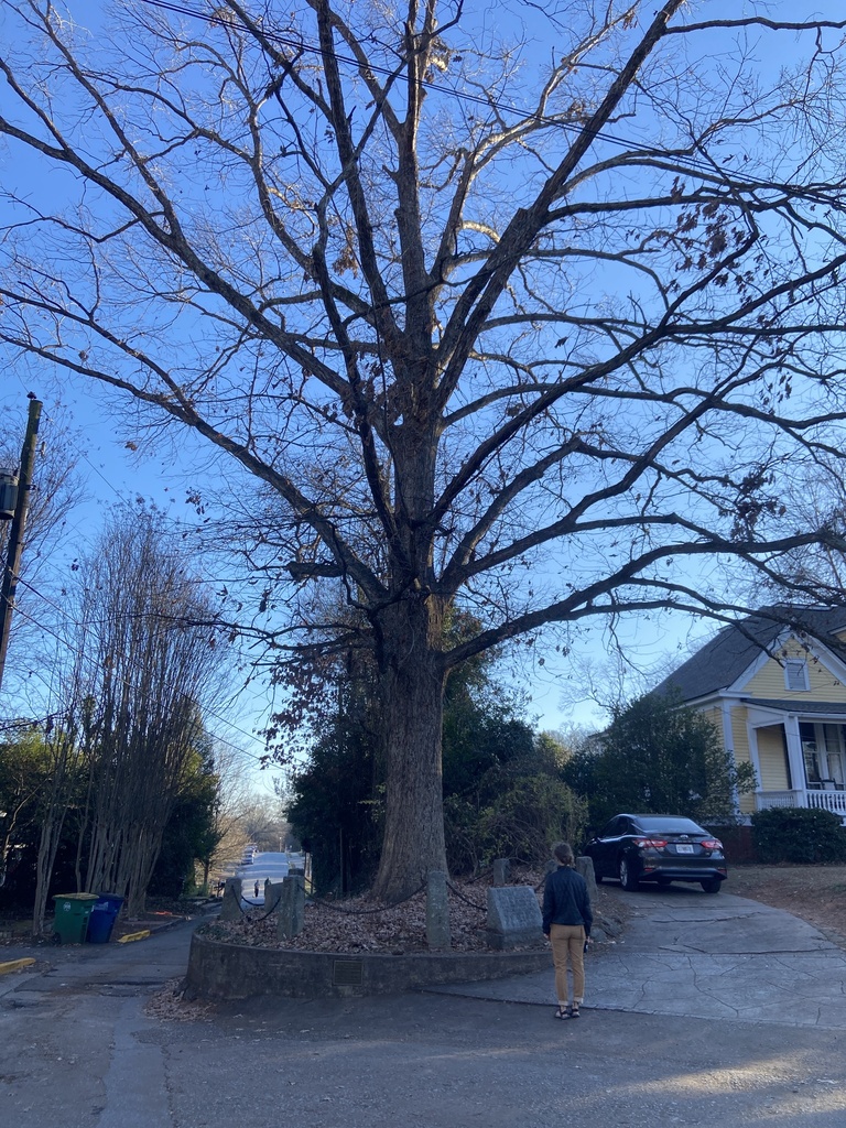 The Son of the Tree That Owns Itself