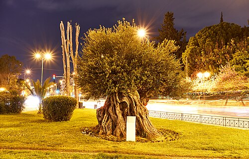 The Transplanted Olive of Megali tou Genous Scholis