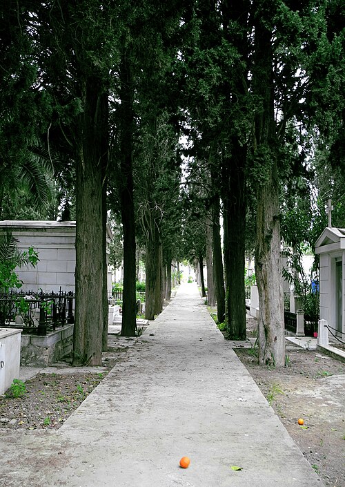 The Cypresses of the First Cemetery of Athens