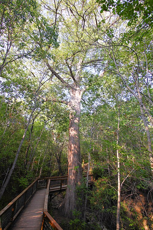 Old Baldy