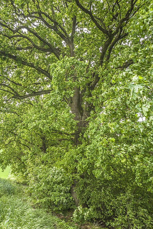 The Oak of the Teufelsgraben