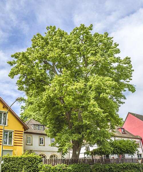 The Linden of the Buger Hof