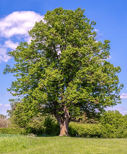 The Linden of the Old Rothof