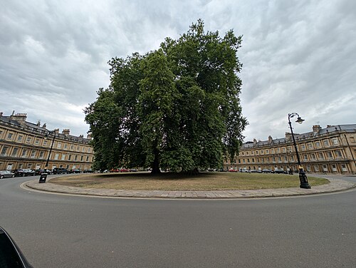 The Plane Trees of the Circus
