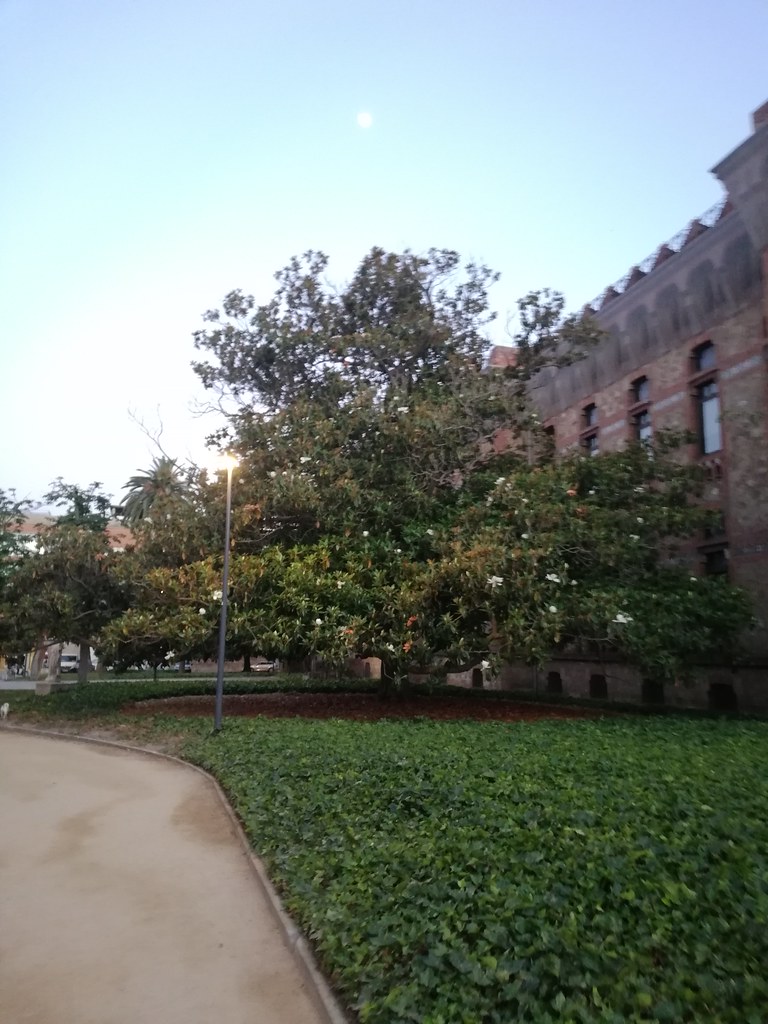 La magnolia de los Jardins de la Maternitat