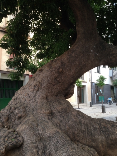 The Ombu of Placa Prim
