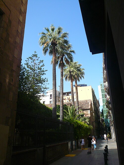 The Palms of Casa de la Misericordia