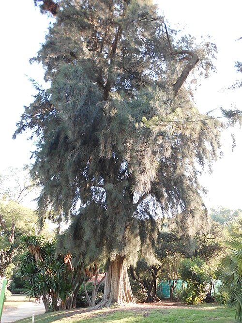 The Casuarina of the Cascada