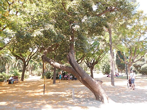 The Mexican Oak of the Ciutadella