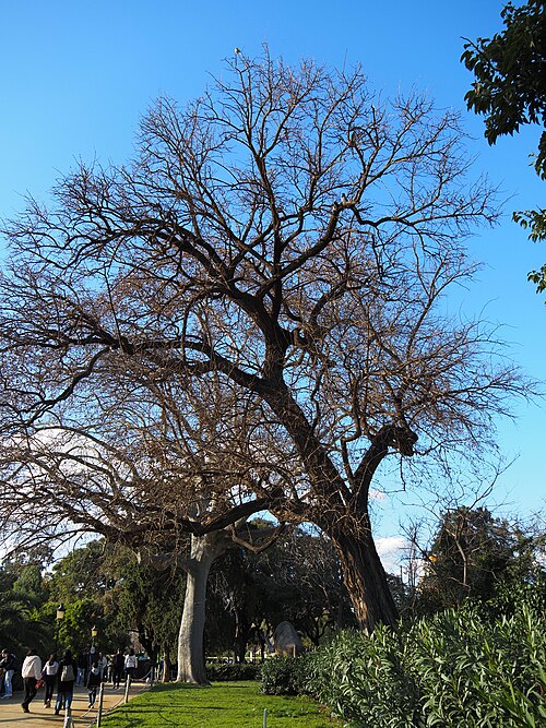 The Osage Orange of the Ciutadella