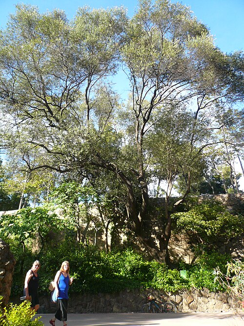 El acebuche del Park Güell
