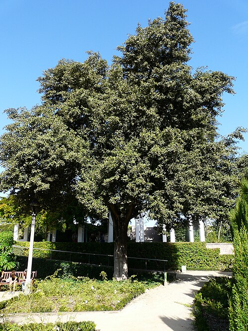 The Pica-Pica Tree of the Teatre Grec