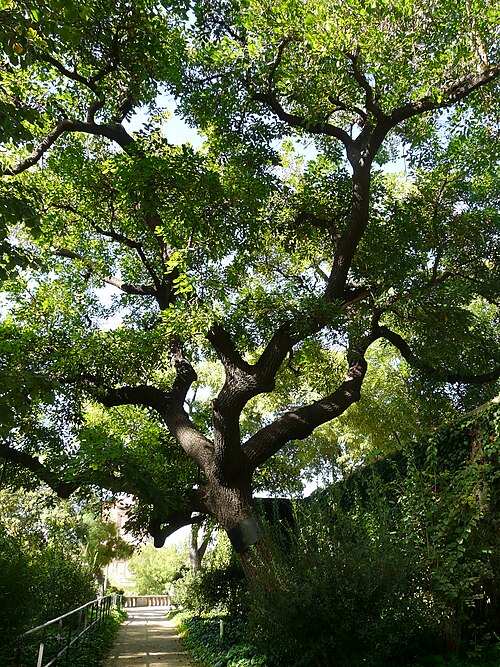 El árbol del coral del camino de Laribal