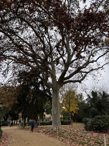 The London Plane of the Ciutadella
