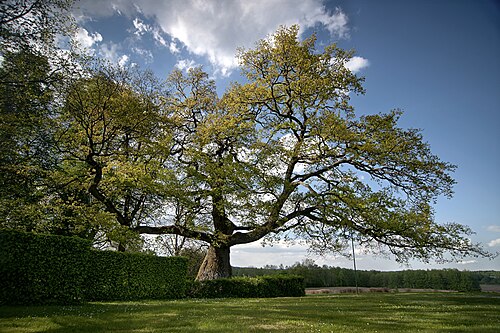 The Wybicki Oak (Dąb Wybickiego)