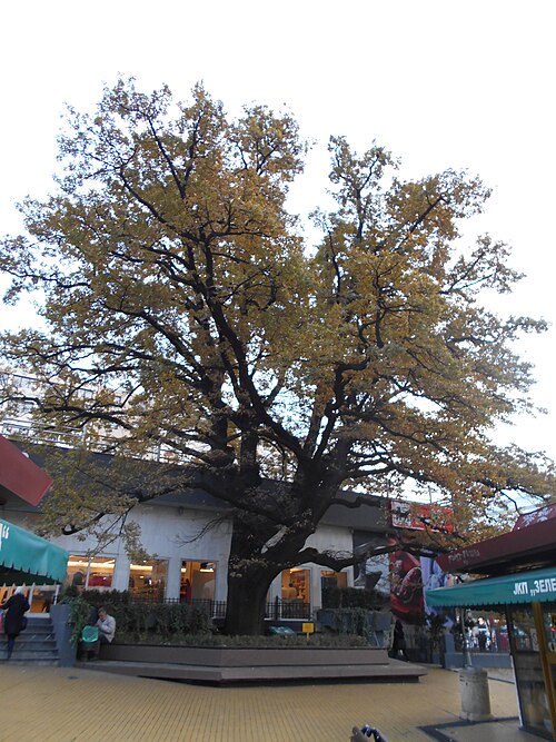 The Oak of Cvetni Trg