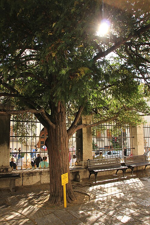 The Two Yews of Belgrade Cathedral