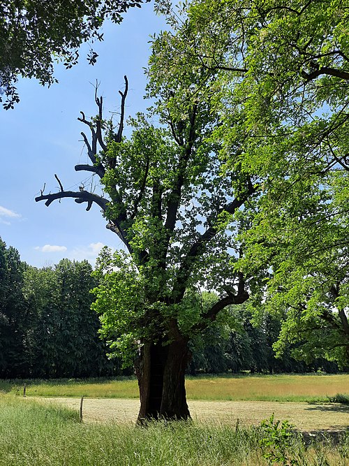 Die Humboldteiche