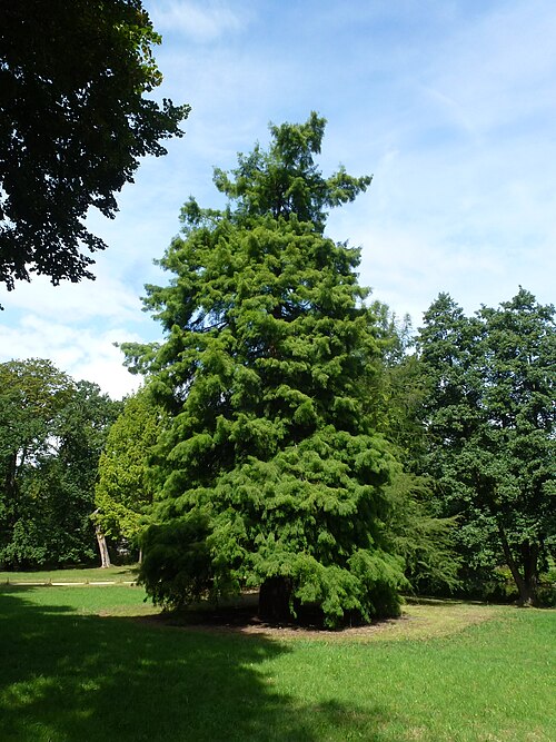 The Swamp Cypress of Charlottenburg