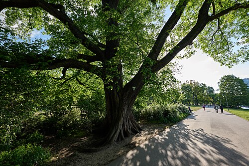 The Great Elm of Treptower Park