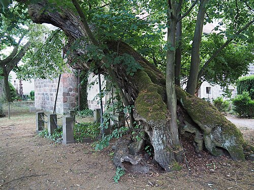 The Mahlsdorf Village Lime