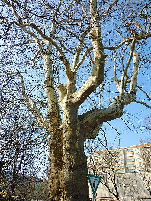 Die Treskow-Platane