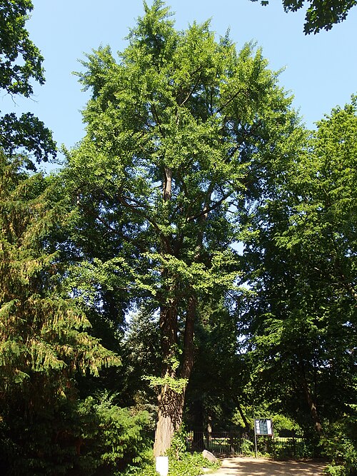 Der Ginkgo im Schlosspark Britz