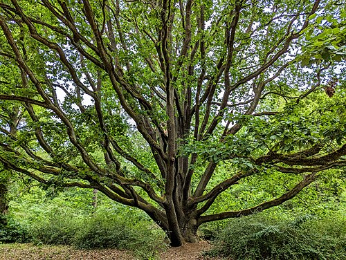 The Pond Oak of Pfaueninsel