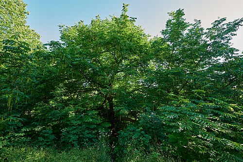 The Lietzensee Wingnut