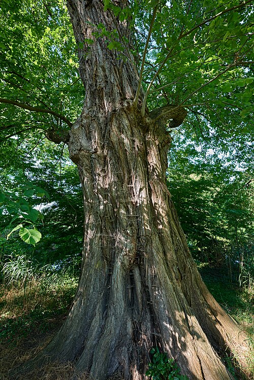 The Karpfenteich Elm